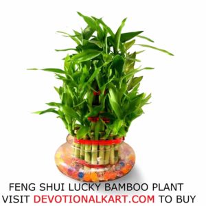 lucky bamoo plant for vastu and feng shui