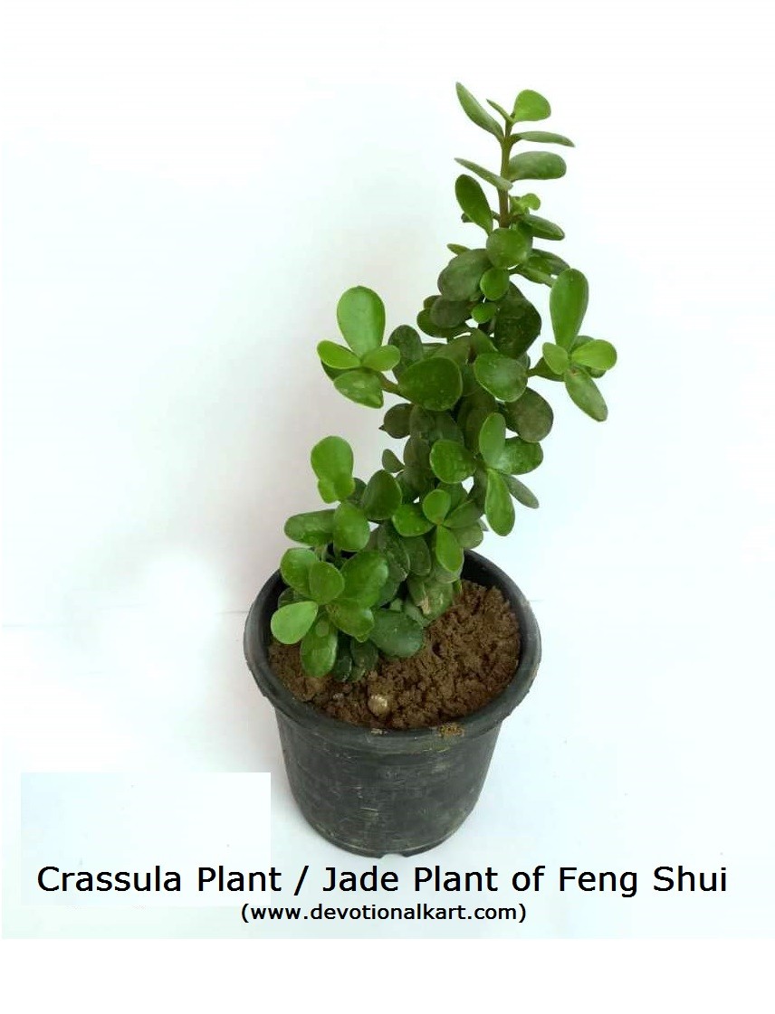 Buy Fresh Crassula Plant or Jade Plant online at best price