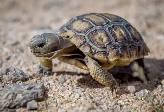 Feng shui turtle benefits in hindi