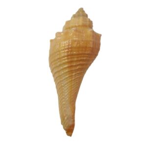 Ganesha Conch Shell