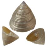 Goddess Lakshmi Shankh Conch Shell