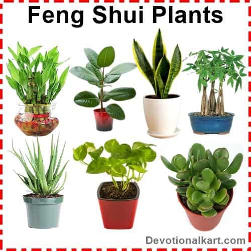 best plants according to vastu feng shui