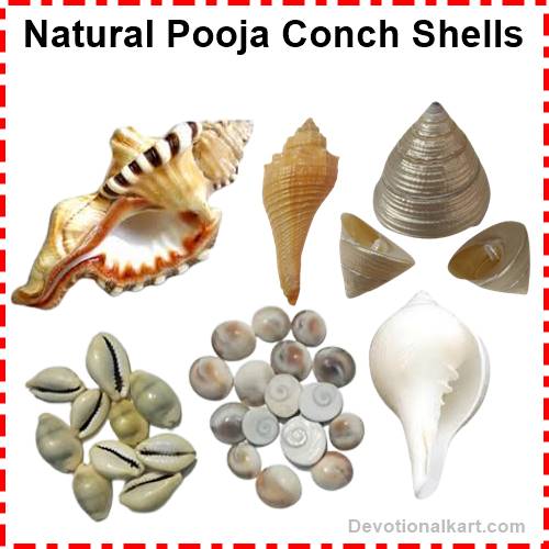 Buy Kaudi, shankh, conch, sea shells online