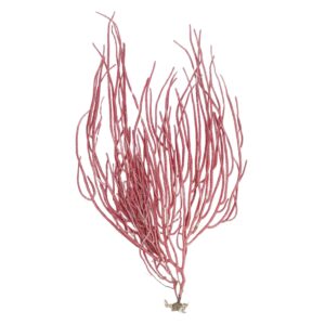 Natural Red Mayajal Plant for Astrology and Vastu Remedies