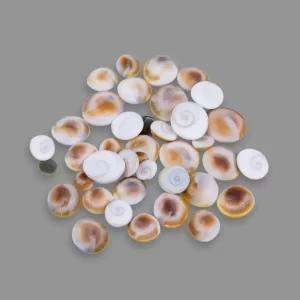 GOMTI CHAKRA FOR POOJA AND VASTU REMEDIES (CHOOSE QUANTITY FROM OPTIONS)